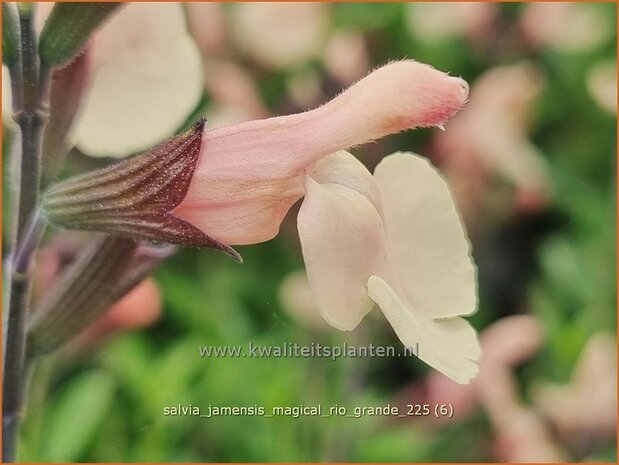 Salvia jamensis 'Magical Rio Grande' | Salie, Salvia | Salbei | Autumn Sage