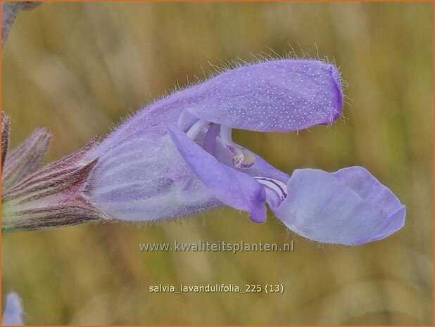 Salvia lavandulifolia | Lavendelsalie, Spaanse salie, Salie, Salvia | Lavendelbl&auml;ttriger Salbei | Lavender Leaf Sage