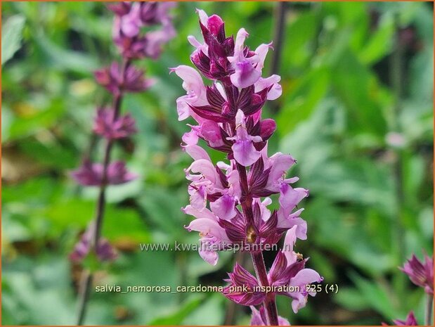 Salvia nemorosa 'Caradonna Pink Inspiration' | Bossalie, Salie, Salvia | Steppensalbei | Woodland Sage
