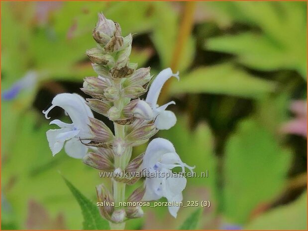 Salvia nemorosa 'Porzellan' | Bossalie, Salie, Salvia | Steppensalbei | Woodland Sage