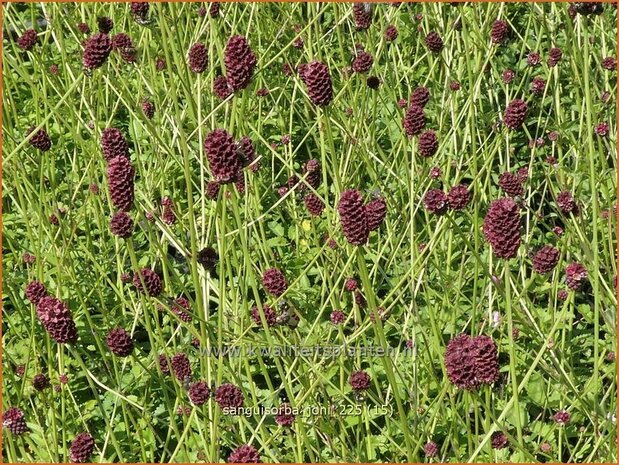 Sanguisorba 'Joni' | Pimpernel, Sorbenkruid | Wiesenknopf | Burnet