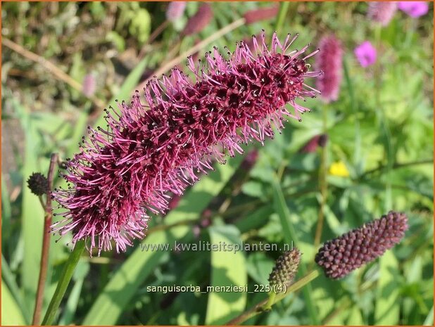 Sanguisorba menziesii | Alaska pimpernel, Pimpernel, Sorbenkruid | Menzies Wiesenknopf | Menzie's Burnet