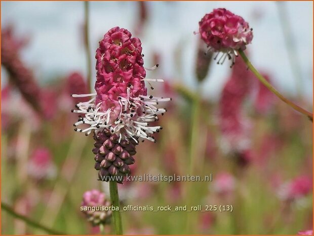 Sanguisorba officinalis 'Rock and Roll' | Grote pimpernel, Groot sorbenkruid, Sorbenkruid, Pimpernel | Gro&szlig;er Wiesen