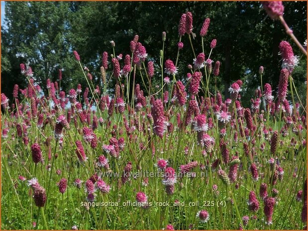 Sanguisorba officinalis 'Rock and Roll' | Grote pimpernel, Groot sorbenkruid, Sorbenkruid, Pimpernel | Gro&szlig;er Wiesen