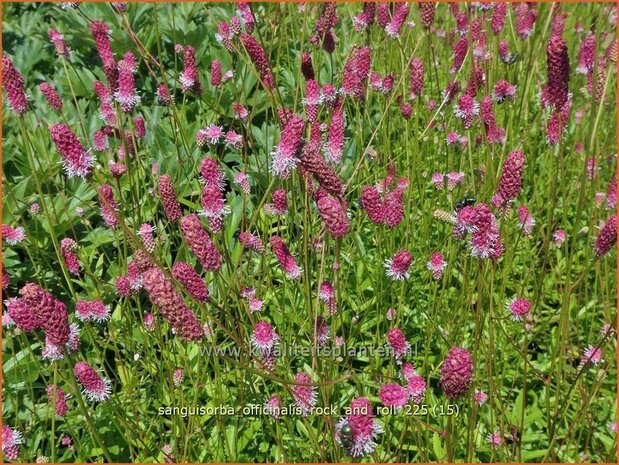 Sanguisorba officinalis 'Rock and Roll' | Grote pimpernel, Groot sorbenkruid, Sorbenkruid, Pimpernel | Gro&szlig;er Wiesen