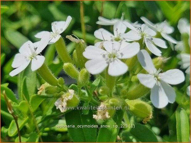 Saponaria ocymoides 'Snow Tip' | Muurzeepkruid, Rotszeepkruid, Zeepkruid | Polster-Seifenkraut | Rock Soapwort