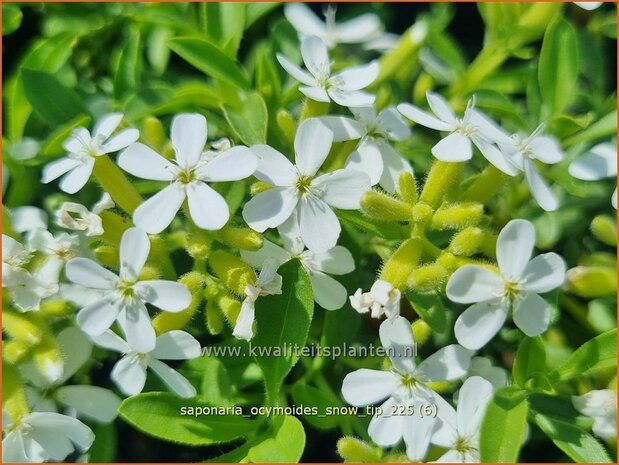 Saponaria ocymoides 'Snow Tip' | Muurzeepkruid, Rotszeepkruid, Zeepkruid | Polster-Seifenkraut | Rock Soapwort