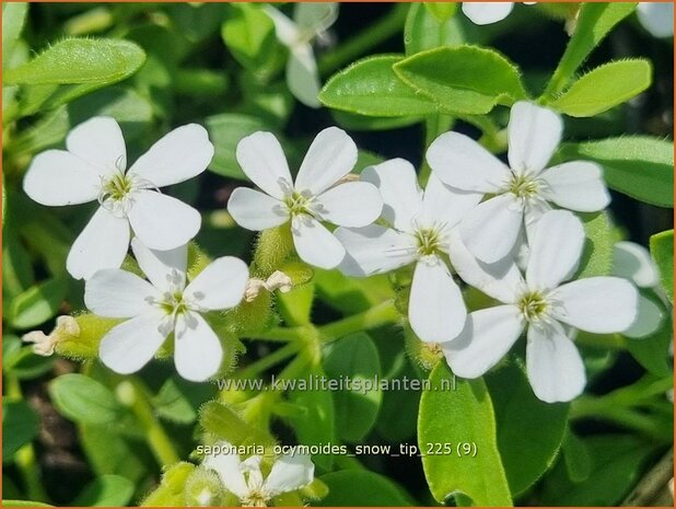 Saponaria ocymoides 'Snow Tip' | Muurzeepkruid, Rotszeepkruid, Zeepkruid | Polster-Seifenkraut | Rock Soapwort