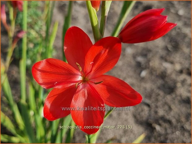 Schizostylis coccinea 'Major'