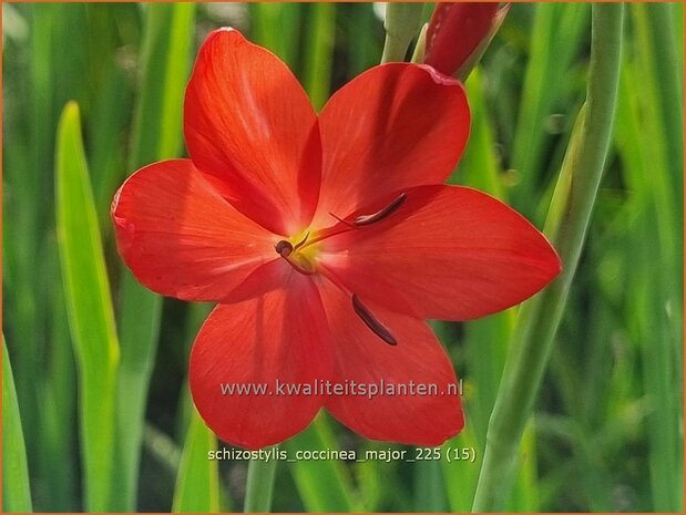Schizostylis coccinea 'Major'