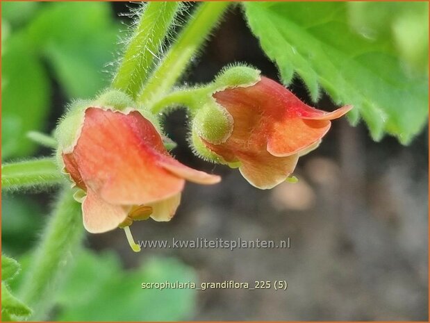 Scrophularia grandiflora | Helmkruid | Braunwurz | Figwort