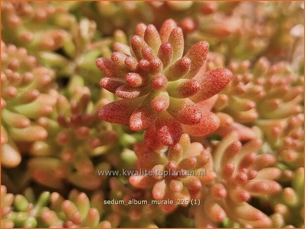 Sedum album 'Murale' | Wit vetkruid, Vetkruid | Wei&szlig;bl&uuml;hender Rotmoos-Mauerpfeffer | Baby Tears