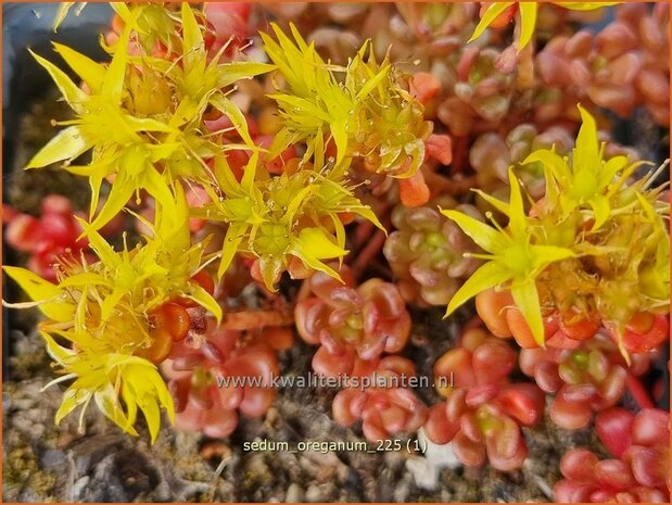 Sedum oreganum | Vetkruid | Oregon-Fettblatt | Oregon Stonecrop