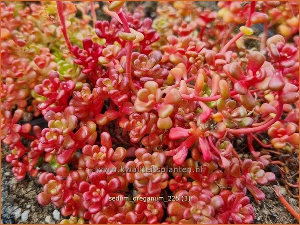 Sedum oreganum | Vetkruid | Oregon-Fettblatt | Oregon Stonecrop