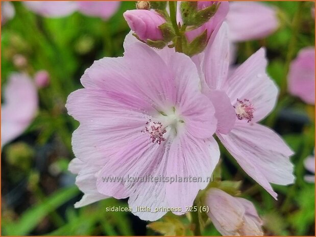 Sidalcea 'Little Princess' | Griekse malva, Prairiemalva, Malvakruid | Pr&auml;riemalve | Prairie Mallow