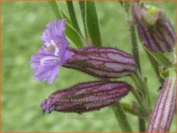 Silene delavayi | Lijmkruid | Lichtnelke | Catchflies