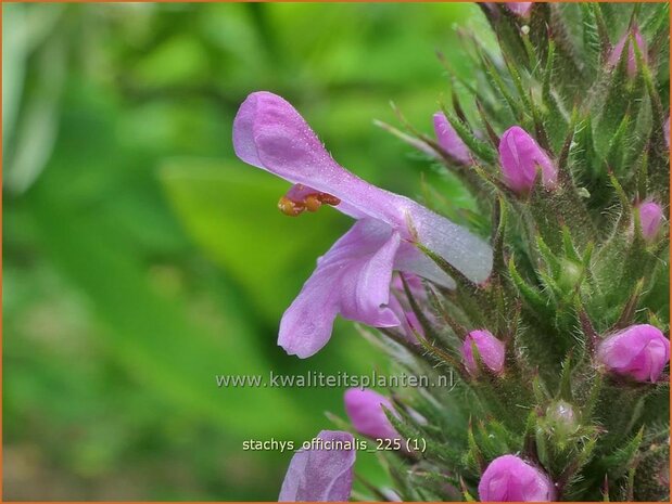 Stachys officinalis | Betonie, Koortskruid, Andoorn | Echter Ziest | Common Hedge Nettle