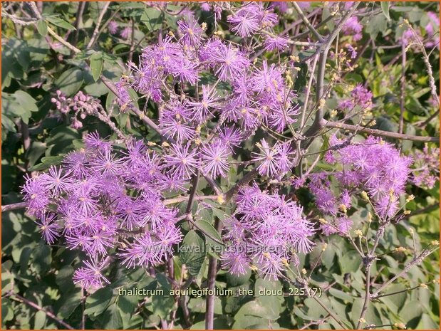 Thalictrum aquilegifolium 'The Cloud' | Akeleiruit, Akeleibladige ruit, Ruit | Akeleibl&auml;ttrige Wiesenraute