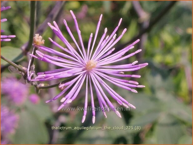 Thalictrum aquilegifolium 'The Cloud' | Akeleiruit, Akeleibladige ruit, Ruit | Akeleibl&auml;ttrige Wiesenraute