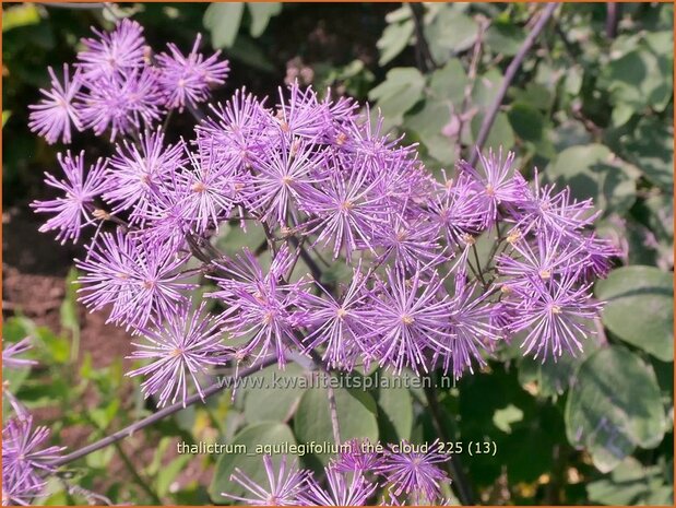 Thalictrum aquilegifolium 'The Cloud' | Akeleiruit, Akeleibladige ruit, Ruit | Akeleibl&auml;ttrige Wiesenraute