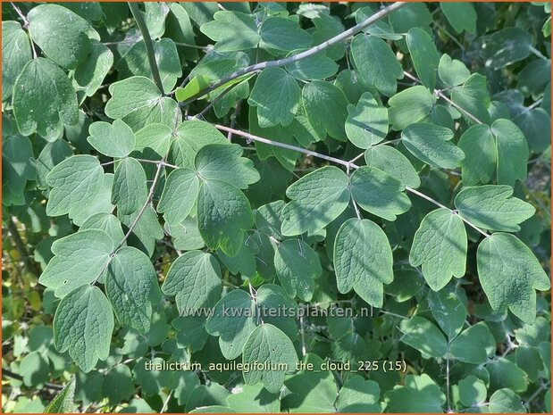 Thalictrum aquilegifolium 'The Cloud' | Akeleiruit, Akeleibladige ruit, Ruit | Akeleibl&auml;ttrige Wiesenraute | Columbi