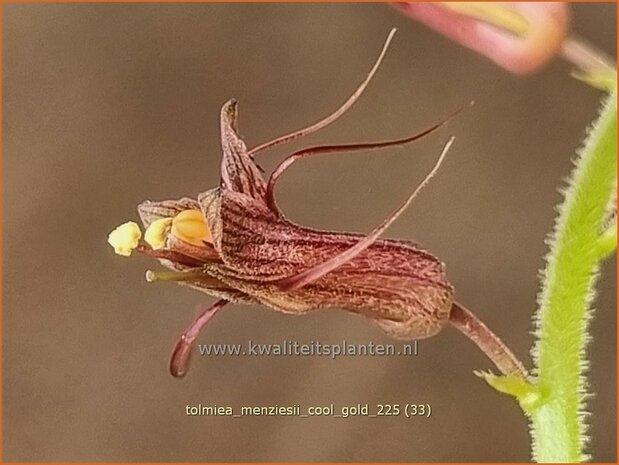 Tolmiea menziesii 'Cool Gold' | Kindje-op-moeders-schoot, Kinderplant | Henne mit K&uuml;ken | Pick-a-back-plant