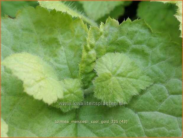 Tolmiea menziesii 'Cool Gold' | Kindje-op-moeders-schoot, Kinderplant | Henne mit K&uuml;ken | Pick-a-back-plant