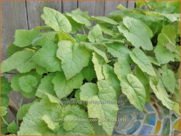 Tolmiea menziesii 'Cool Gold' | Kindje-op-moeders-schoot, Kinderplant | Henne mit K&uuml;ken | Pick-a-back-plant