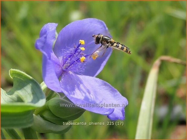 Tradescantia ohiensis | Matrozensla, Eendagsbloem, Vaderplant | Ohio-Dreimasterblume | Ohio spiderwort