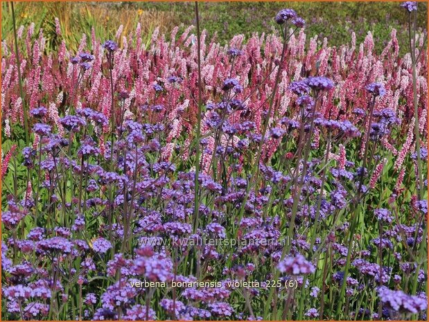 Verbena bonariensis 'Violetta' | Stijf ijzerhard, IJzerhard | Hohes Eisenkraut | Tall Verbena