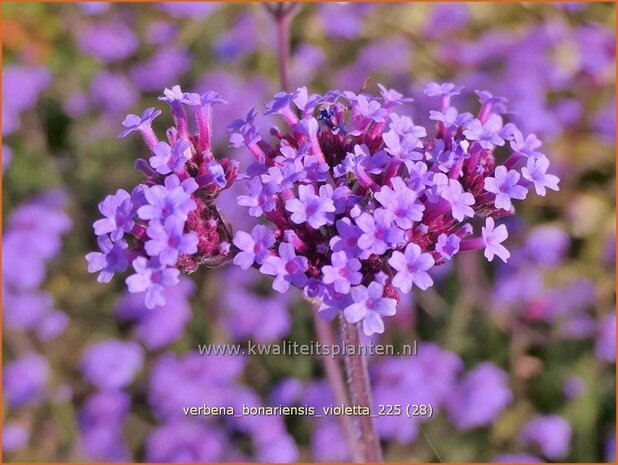 Verbena bonariensis 'Violetta' | Stijf ijzerhard, IJzerhard | Hohes Eisenkraut | Tall Verbena