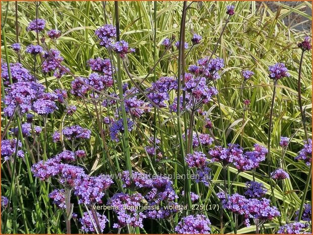 Verbena bonariensis 'Violetta' | Stijf ijzerhard, IJzerhard | Hohes Eisenkraut | Tall Verbena