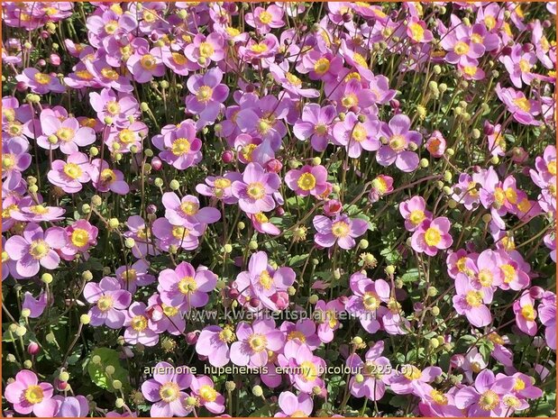 Anemone hupehensis 'Emmy Bicolour' | Herfstanemoon, Japanse anemoon, Anemoon | Herbstanemone | Japanese Anemone