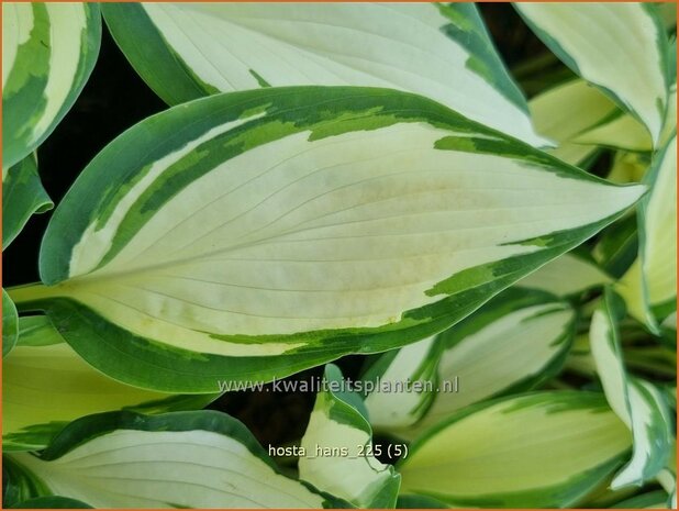Hosta 'Hans' | Hosta, Hartlelie, Funkia | Funkie | Hosta