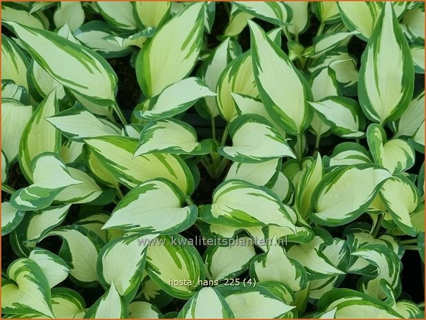 Hosta 'Hans' | Hosta, Hartlelie, Funkia | Funkie | Hosta