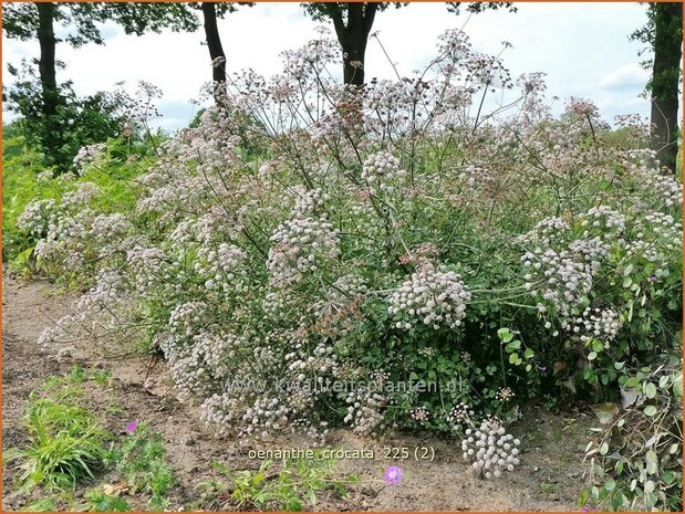 Oenanthe crocata | Dodemansvingers, Torkruid | Safranwasserfenchel | Hemlock Water-dropwort