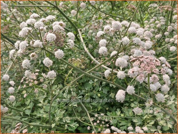 Oenanthe crocata | Dodemansvingers, Torkruid | Safranwasserfenchel | Hemlock Water-dropwort