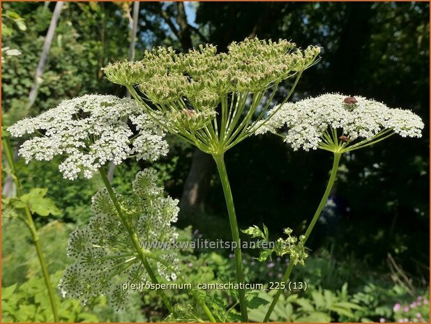 Pleurospermum camtschaticum | Rippensame