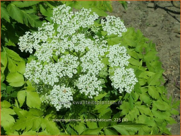 Pleurospermum camtschaticum | Rippensame