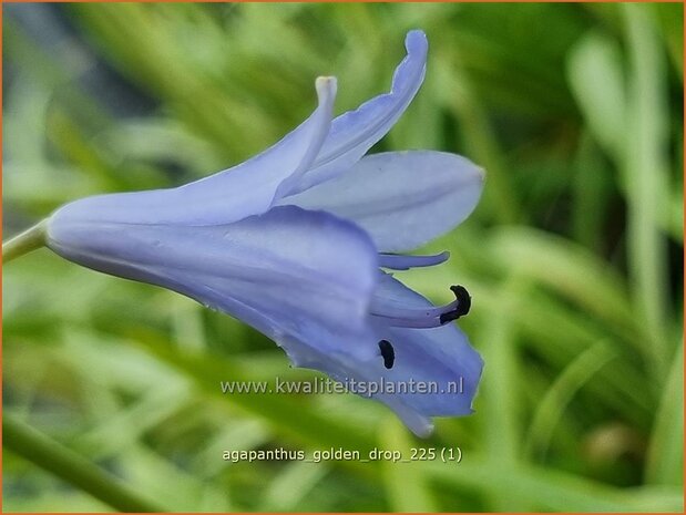 Agapanthus 'Golden Drop' | Afrikaanse lelie, Kaapse lelie, Liefdesbloem, Blauwe tuberoos | Schmucklilie | African