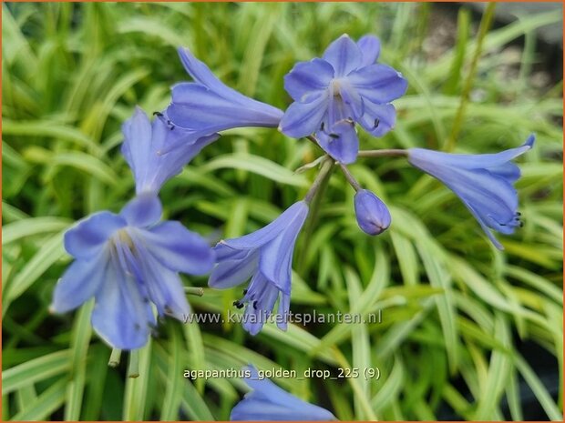 Agapanthus 'Golden Drop' | Afrikaanse lelie, Kaapse lelie, Liefdesbloem, Blauwe tuberoos | Schmucklilie | African