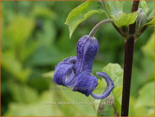Clematis heracleifolia 'China Purple' | Struikclematis, Bosrank, Clematis | Breitbl&auml;ttrige Waldrebe | Tube
