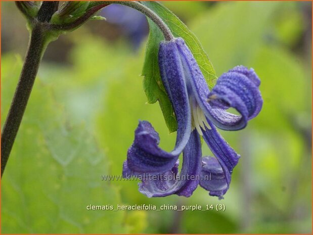 Clematis heracleifolia 'China Purple' | Struikclematis, Bosrank, Clematis | Breitbl&auml;ttrige Waldrebe | Tube