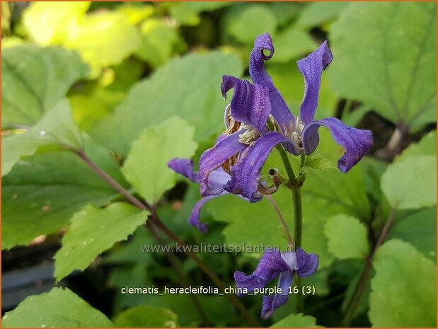Clematis heracleifolia 'China Purple' | Struikclematis, Bosrank, Clematis | Breitbl&auml;ttrige Waldrebe | Tube