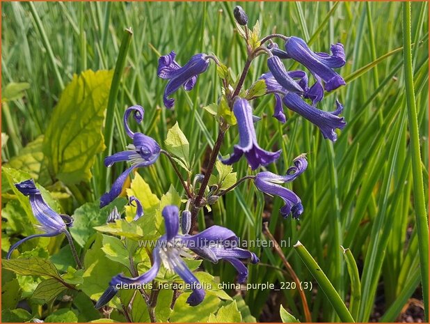 Clematis heracleifolia 'China Purple' | Struikclematis, Bosrank, Clematis | Breitbl&auml;ttrige Waldrebe | Tube