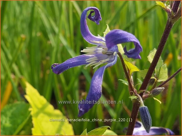 Clematis heracleifolia 'China Purple' | Struikclematis, Bosrank, Clematis | Breitbl&auml;ttrige Waldrebe | Tube