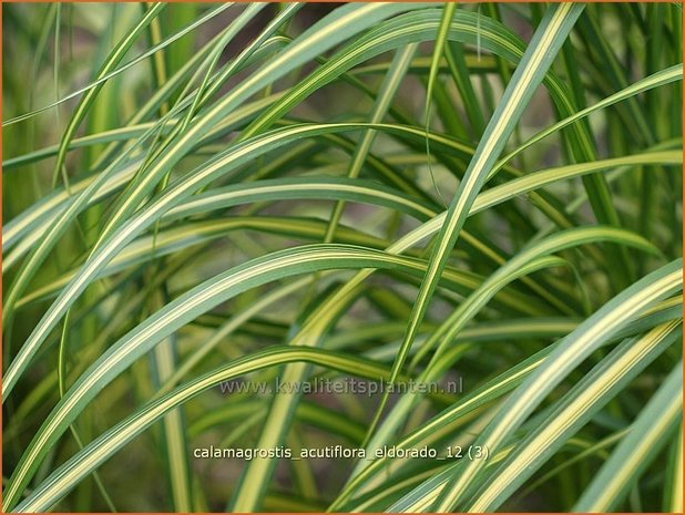 Calamagrostis acutiflora 'Eldorado' | Struisriet