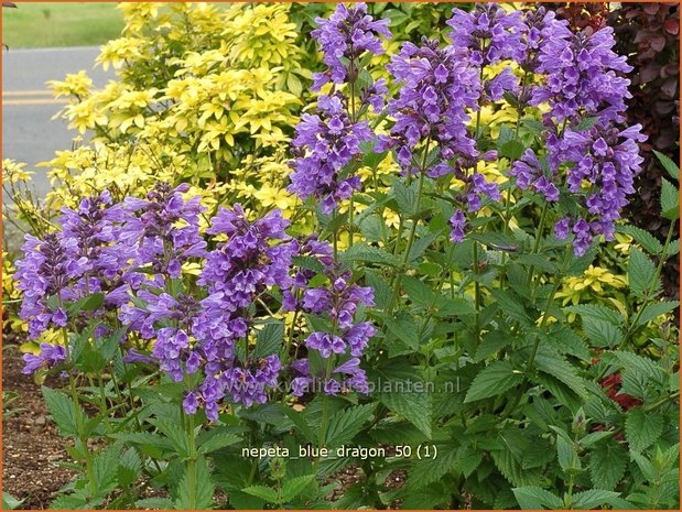 Nepeta 'Blue Dragon' | Kattenkruid