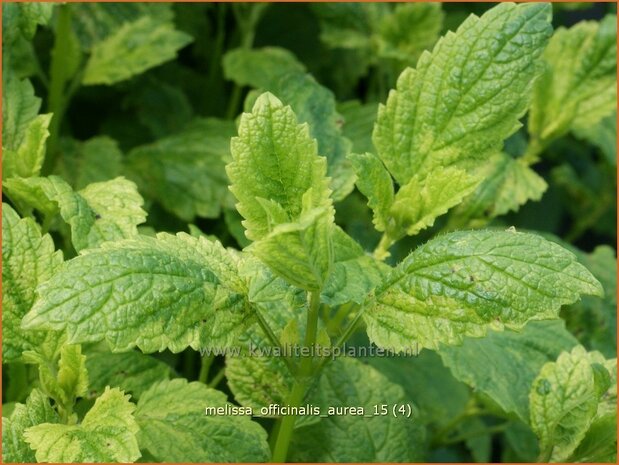 Melissa officinalis 'Aureovariegata' | Citroenmelisse, Melisse