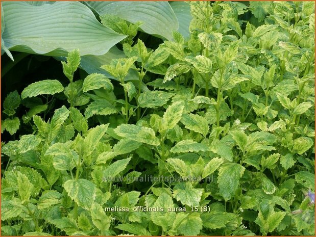 Melissa officinalis 'Aureovariegata' | Citroenmelisse, Melisse